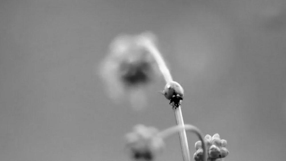 FRANKFURT GREEN CITY